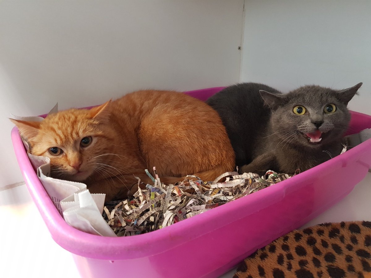 SAZ - Stichting Amsterdamse Zwerfkatten tweet media