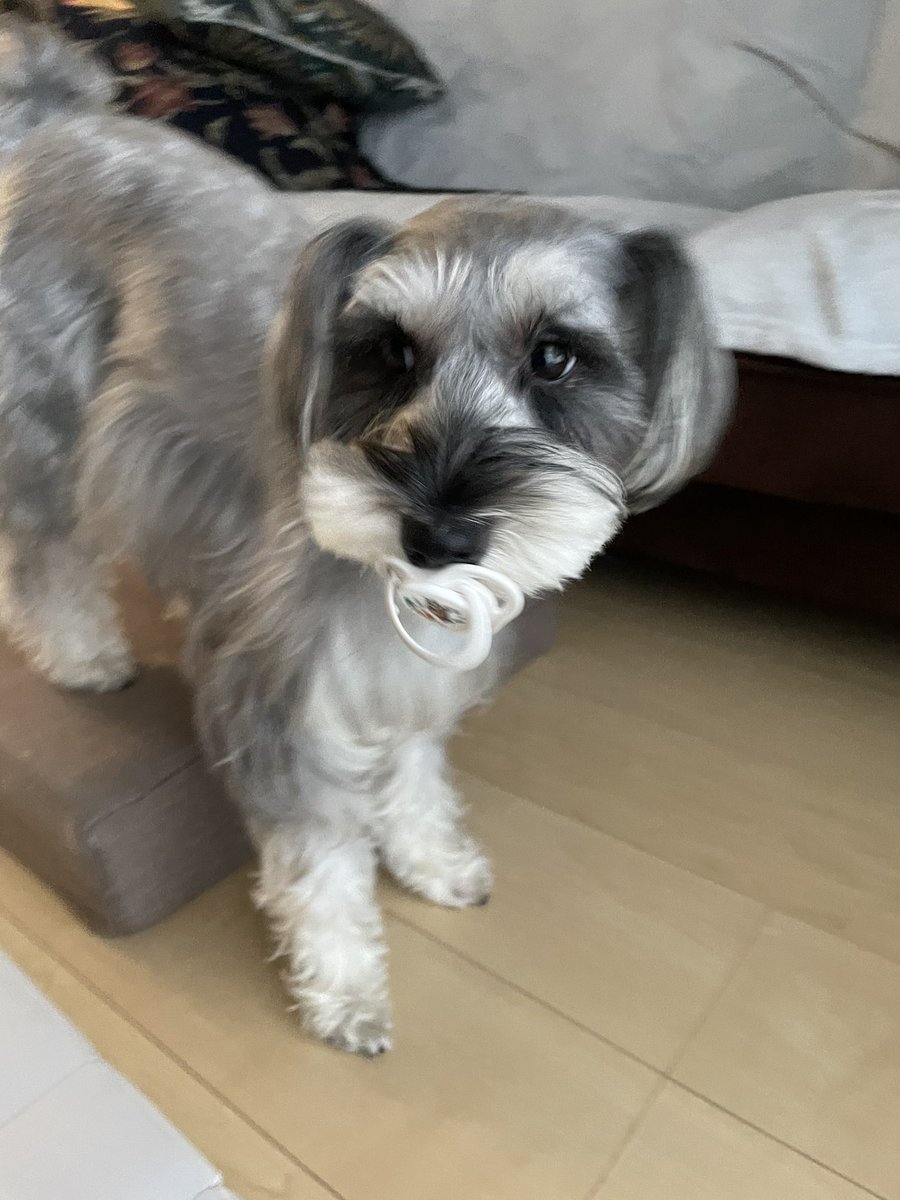 ___hv9's tweet photo. 我が家におしゃぶり窃盗犯、現る🚨👮
(発見後没収のち丁重に洗いました😂) https://t.co/wXYPMl89lZ