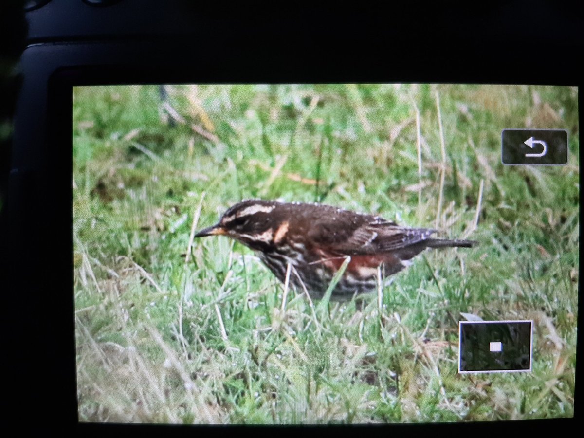 KoenStork's tweet image. Some coburni Redwings on Texel today in atrocious weather conditions.