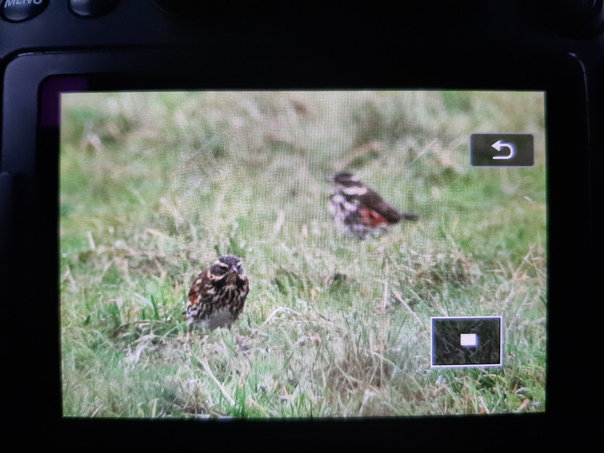 KoenStork's tweet image. Some coburni Redwings on Texel today in atrocious weather conditions.