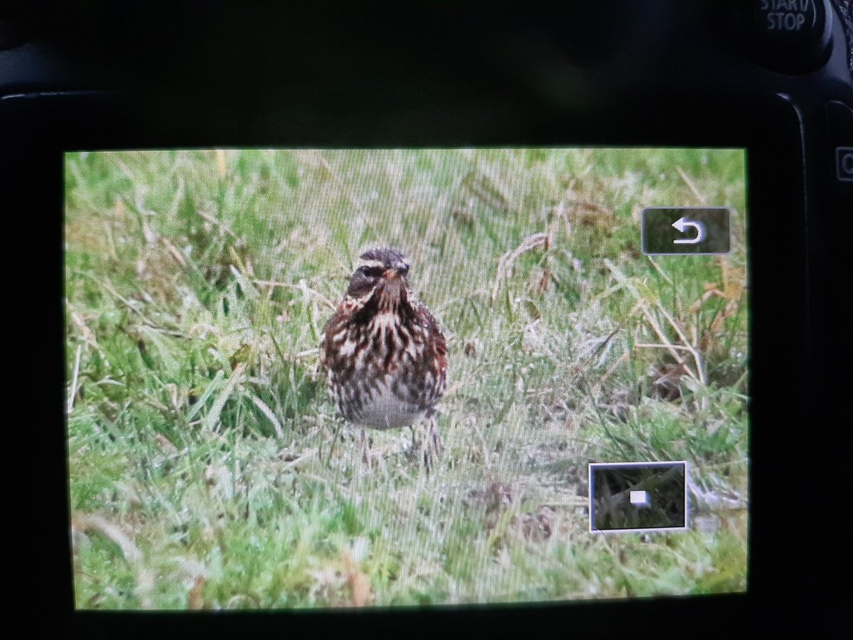 Some coburni Redwings on Texel today in atrocious weather conditions.