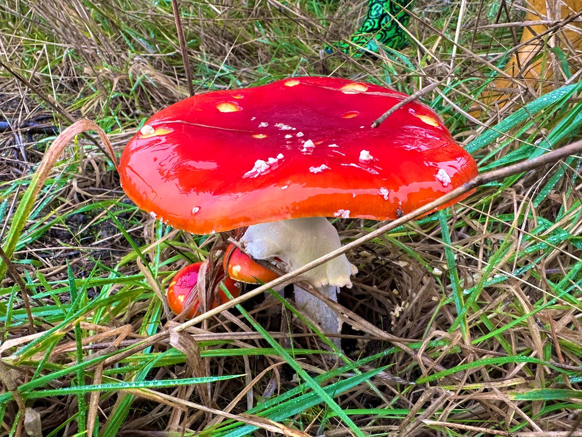 Look what I found! #toadstool