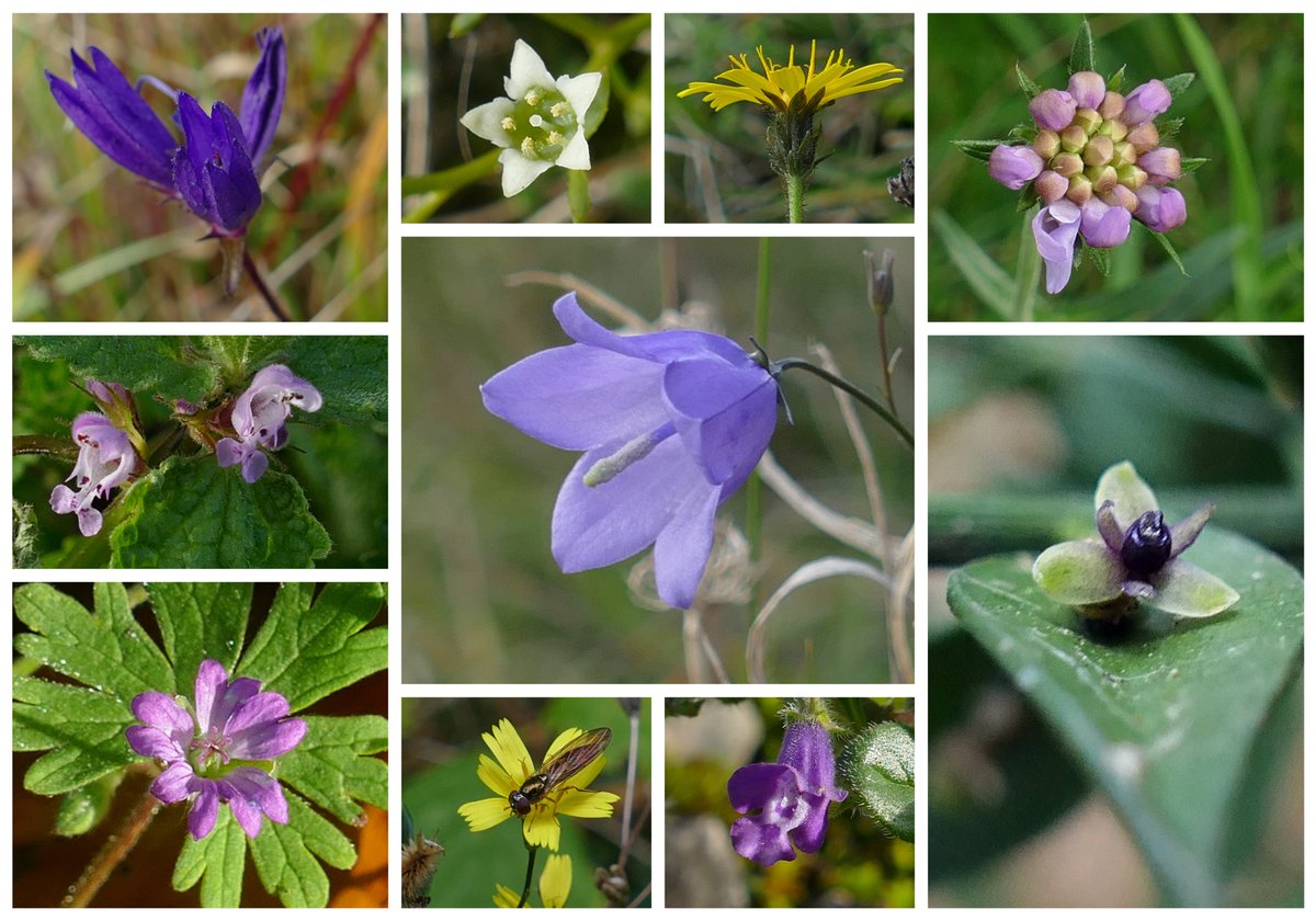 For #thewinter10 this week, most from a walk near Goring (Oxon): clustered bellflower, bastard toadflax, hawkweed oxtongue (possibly - #wildflowerid), field scabious, red dead-nettle, harebell, dove's-foot crane's-bill, nipplewort, basil thyme & butcher's broom. #wildflowerhour