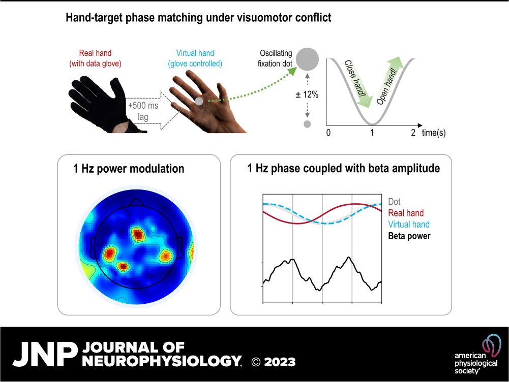 Our paper w @pengwanghome is out @JNeurophysiol ! We find that during visuomotor conflict, (low) beta power couples w phase of freqs 'entrained' by movement. Fits with idea of low-freq modulation as attentional gating following task relevant 'rhythms'!
journals.physiology.org/doi/full/10.11…