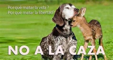 ACCIÓN EN TWITTER A todos los que amáis a los animales y estáis en contra de la caza y esclavitud de los perros Hazlo viral Sábado y domingo #MinisterioDeProtecciónAnimal #NoSomosPocos #NoAlMaltratoAnimal #AdoptaNoCompres Si queréis etiquetad a @sanchezcastejon