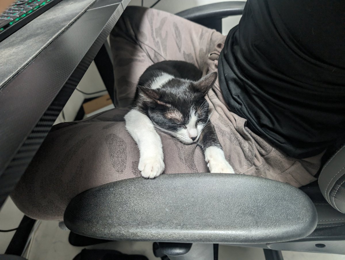 uniunixforgame's tweet image. あったかくてちょうどええわ
#猫がいる生活