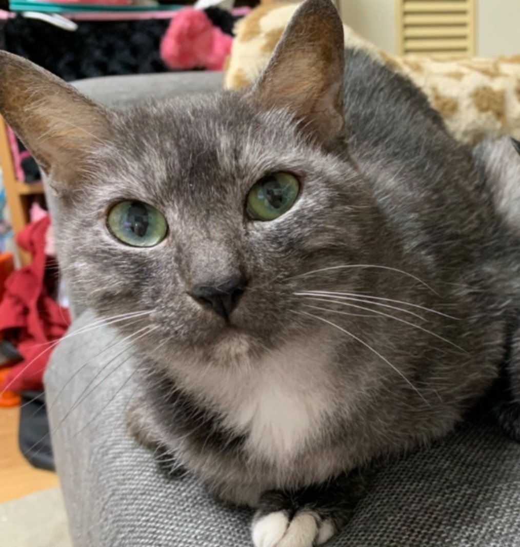 これはねこなのだ
