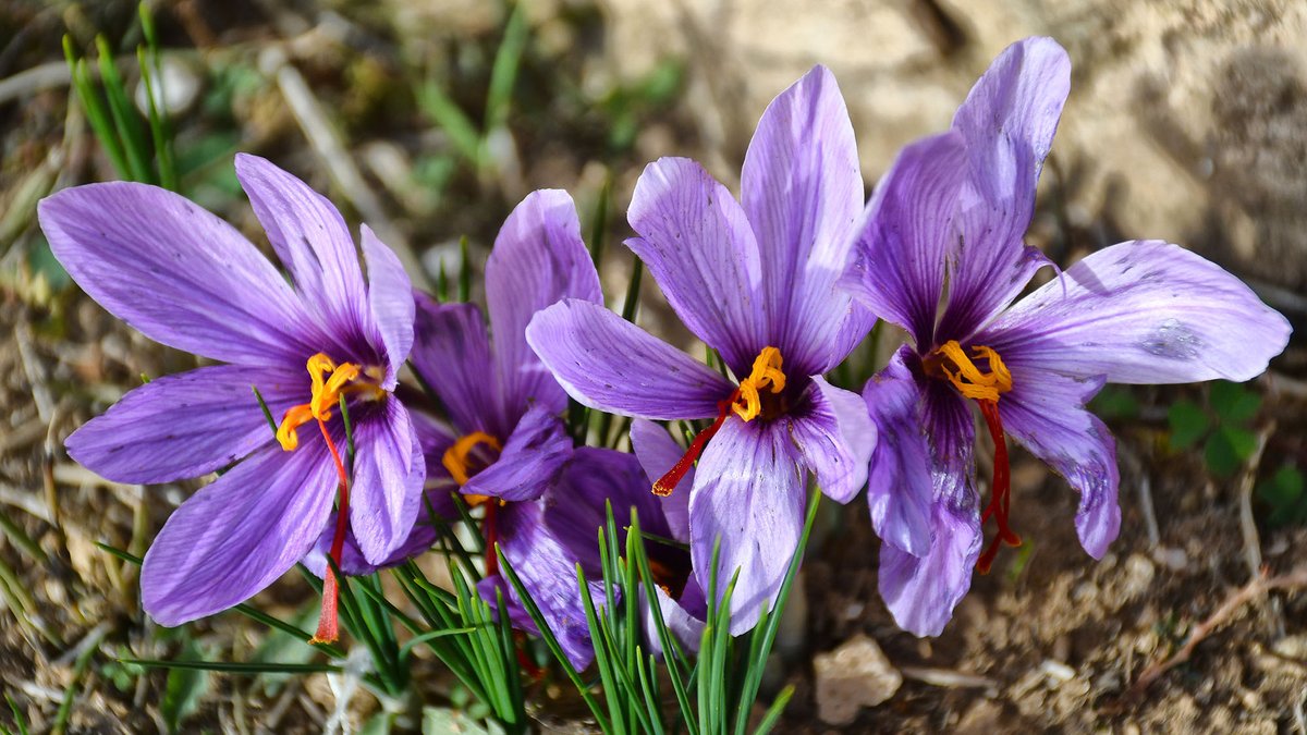 ramonsunyer's tweet image. Temps del #Safrà, la rosa més delicada i efímera, enguany una mica més tardana, #tardorsegarra, #boncapdesetmana
@lasegarra @SomSegarra @valldellobregos @viladetora @catexperience @caminsnatura @lasajolida
