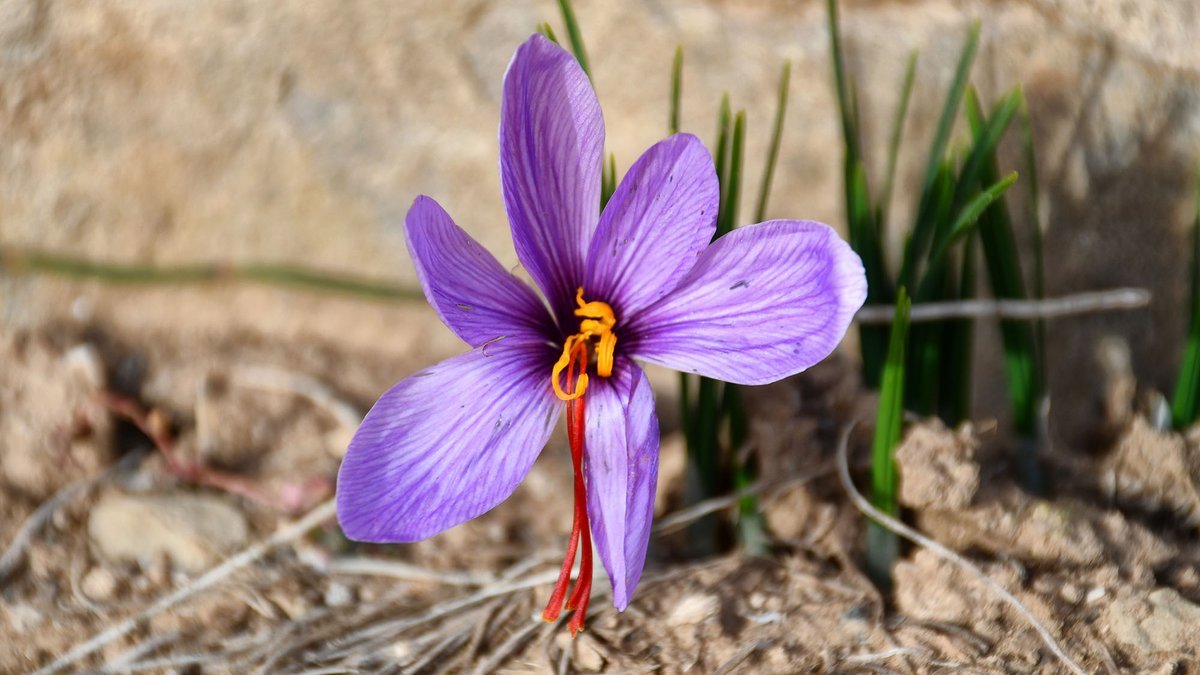 ramonsunyer's tweet image. Temps del #Safrà, la rosa més delicada i efímera, enguany una mica més tardana, #tardorsegarra, #boncapdesetmana
@lasegarra @SomSegarra @valldellobregos @viladetora @catexperience @caminsnatura @lasajolida