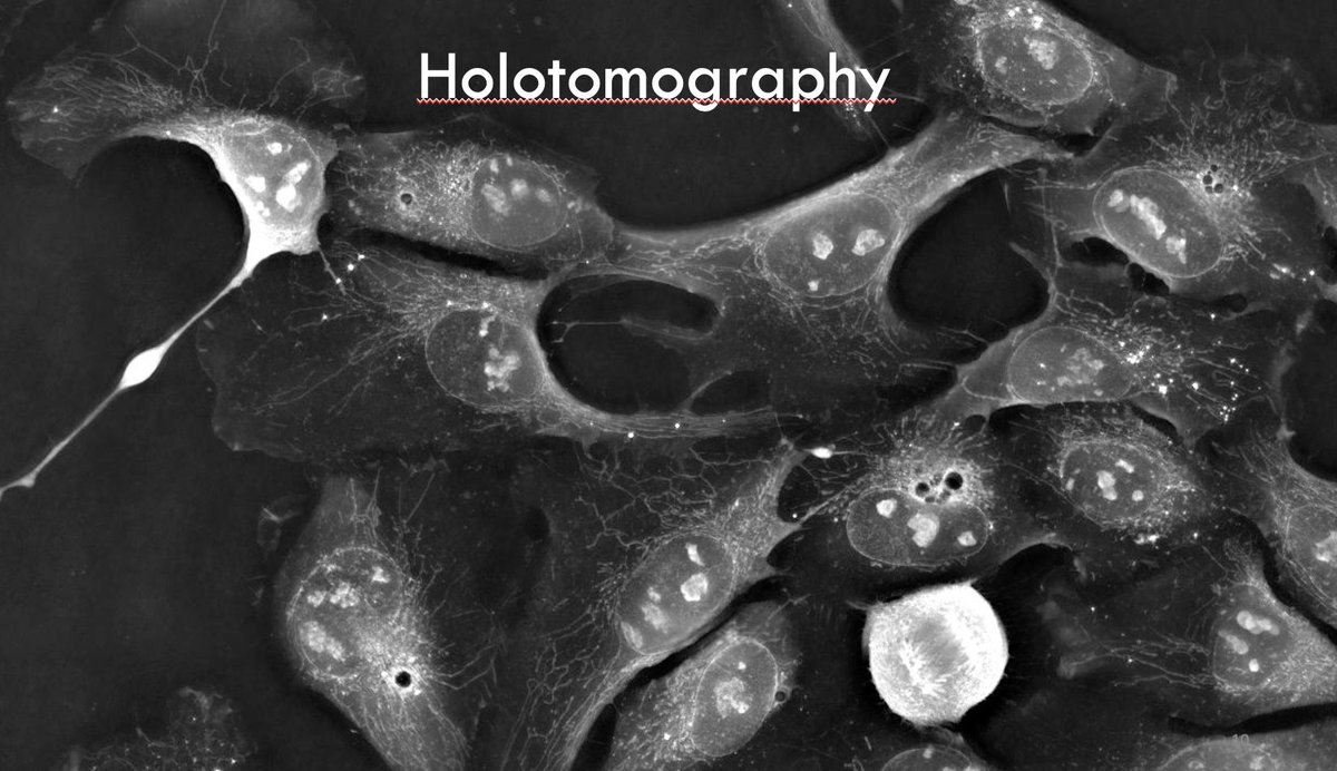 We combined label-free holo-tomographic microscopy #AI -assisted analysis and causality inferences using Bayesian statistics to assess the impact of #SARSCoV2 on the dynamics of cellular organelles
Congrats to <a href="/SaundersNell1/">Saunders Nell</a>, Mathieu Frechin <a href="/NanoLiveLtd/">Nanolive</a> 
biorxiv.org/content/10.110…