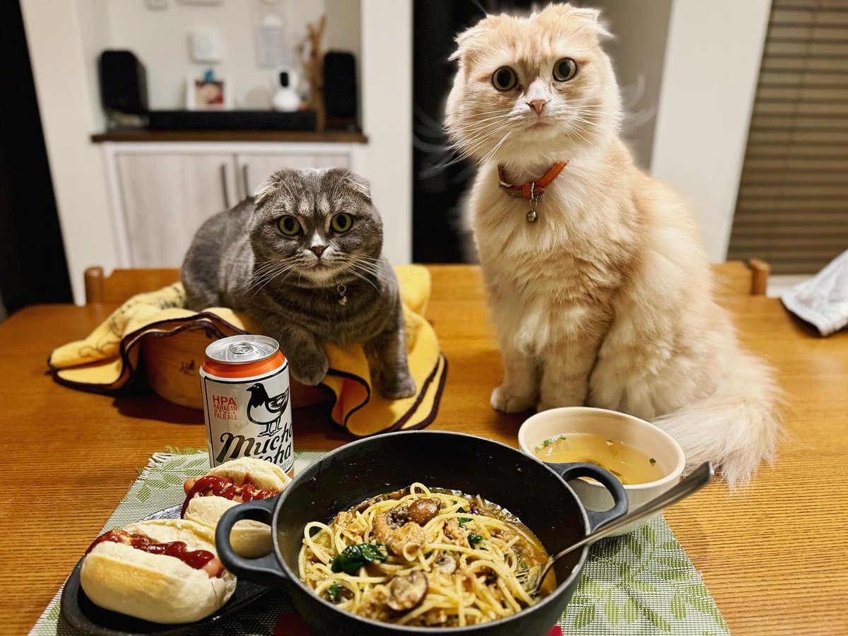 ndTu67XYaawnA2U's tweet photo. ้ฎญใซใฌใผใในใฟใจ็ซ้
Salmon Curry Pasta & Cats
#็ซ #ในใณใใฃใใทใฅใใฉใผใซใ #้ฎญใซใฌใผใในใฟ #้ฎญใฎไธญ้ชจ็ผถ #2ๆฅ็ฎใฎใซใฌใผ #ใใใใใใใใฐ #ใ ใผใใงใขใญใ
#cat #scottishfold #salmoncurrypasta #salmonbackbonecanned #minihotdog #muchaloha https://t.co/y7MUirYrxt