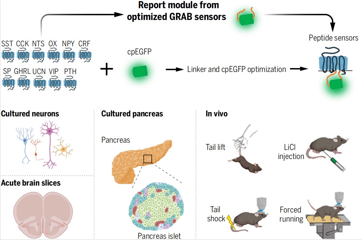 (1/4) Thrilled to share our neuropeptide biosensor work, now published in @ScienceMagazine! Check it out here: science.org/doi/10.1126/sc… We developed a tool kit of GRAB sensors that provide insights into the dynamics of neuropeptides in complex brain systems.