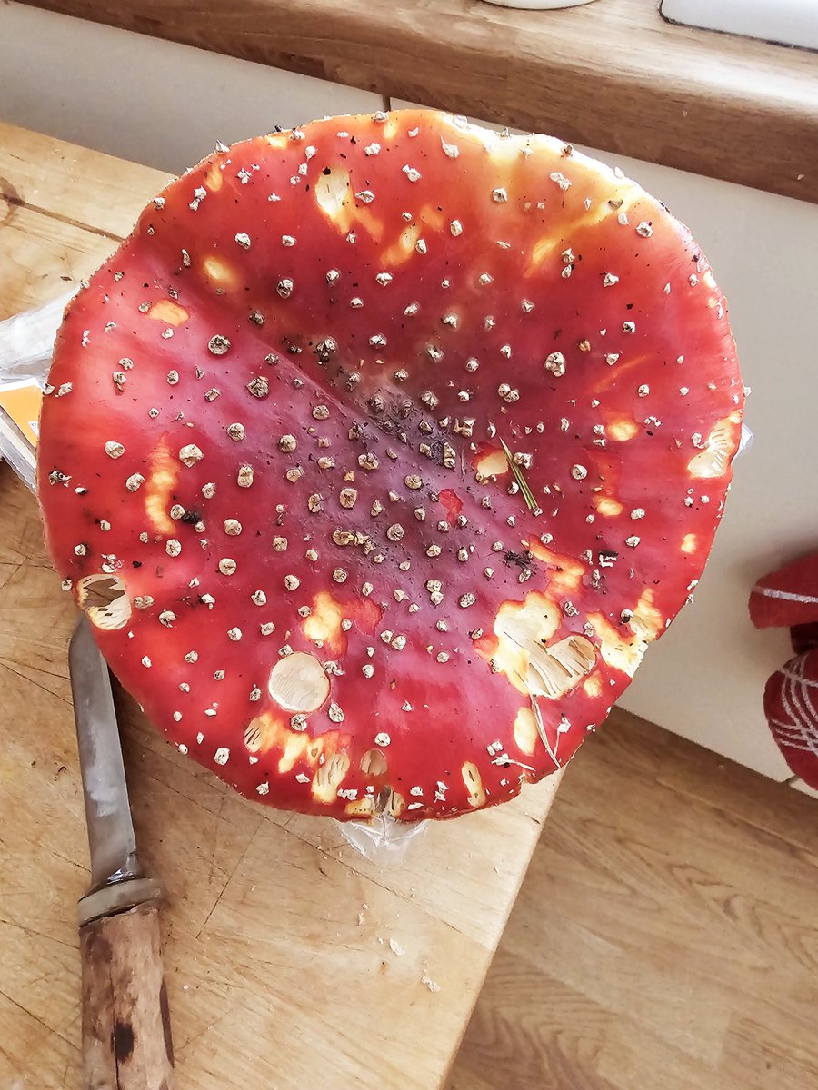 Huge Fly agaric harvested today. X