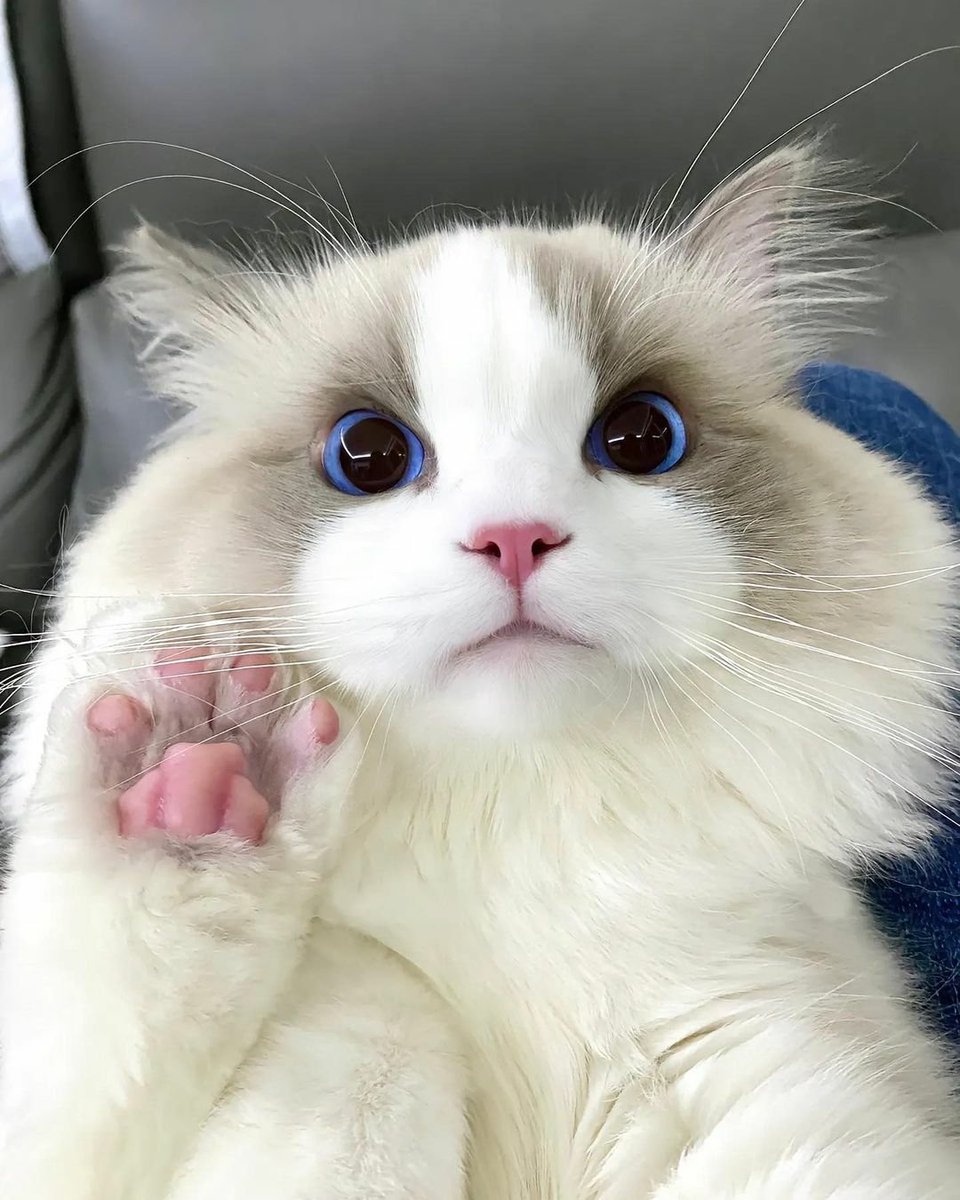 cats with powerful impression 🐾 tweet media