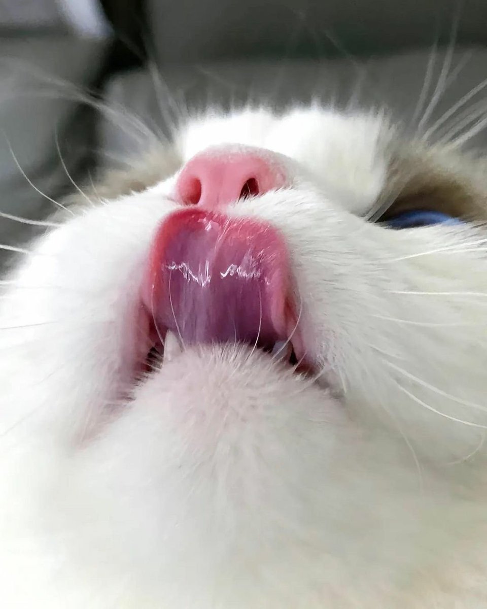 cats with powerful impression 🐾 tweet media