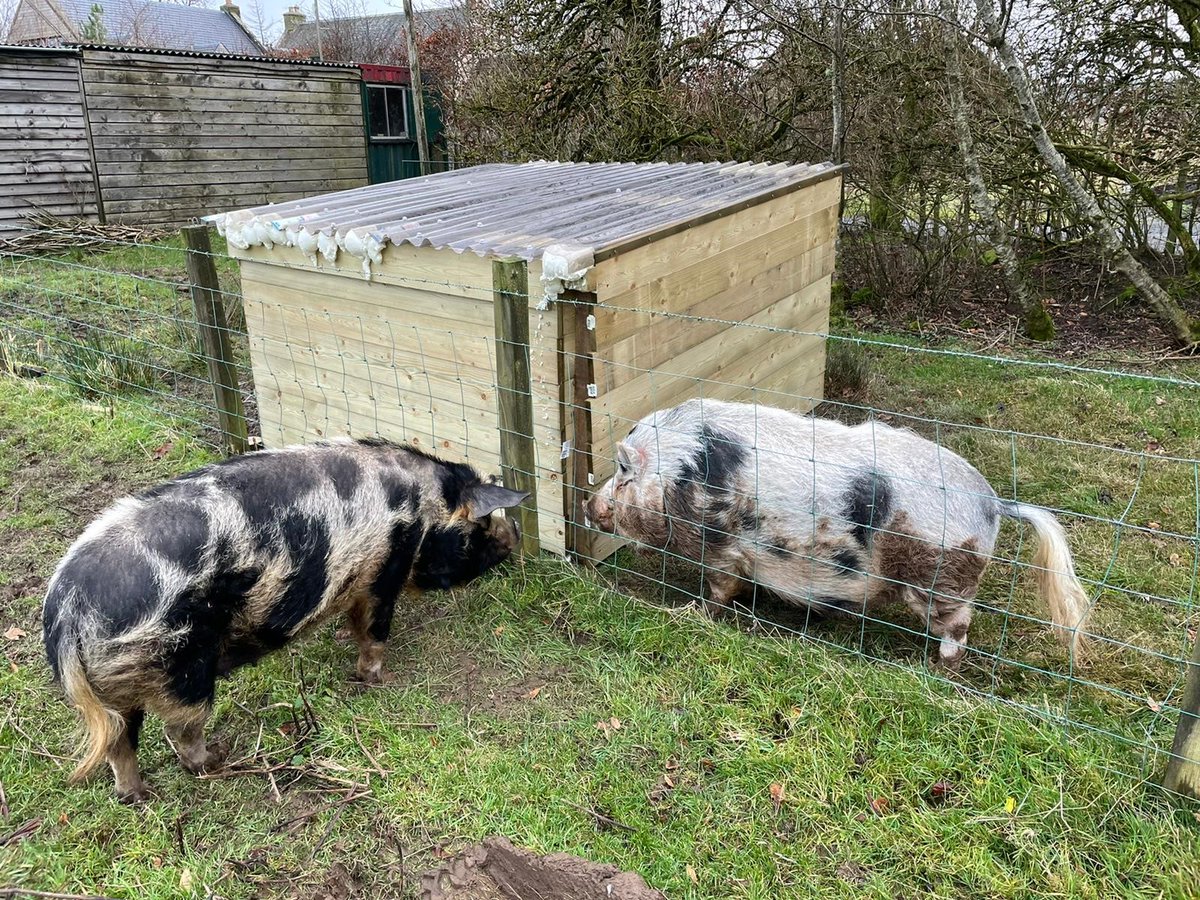 🐷 Kevin Bacon came into our care back in 2020 and became a social media star!

He’s been in his new home for over two years, and loves attention and pets.

So many different animals come into our centres. First time rehomer? Visit our website for advice: bit.ly/3MNgb20