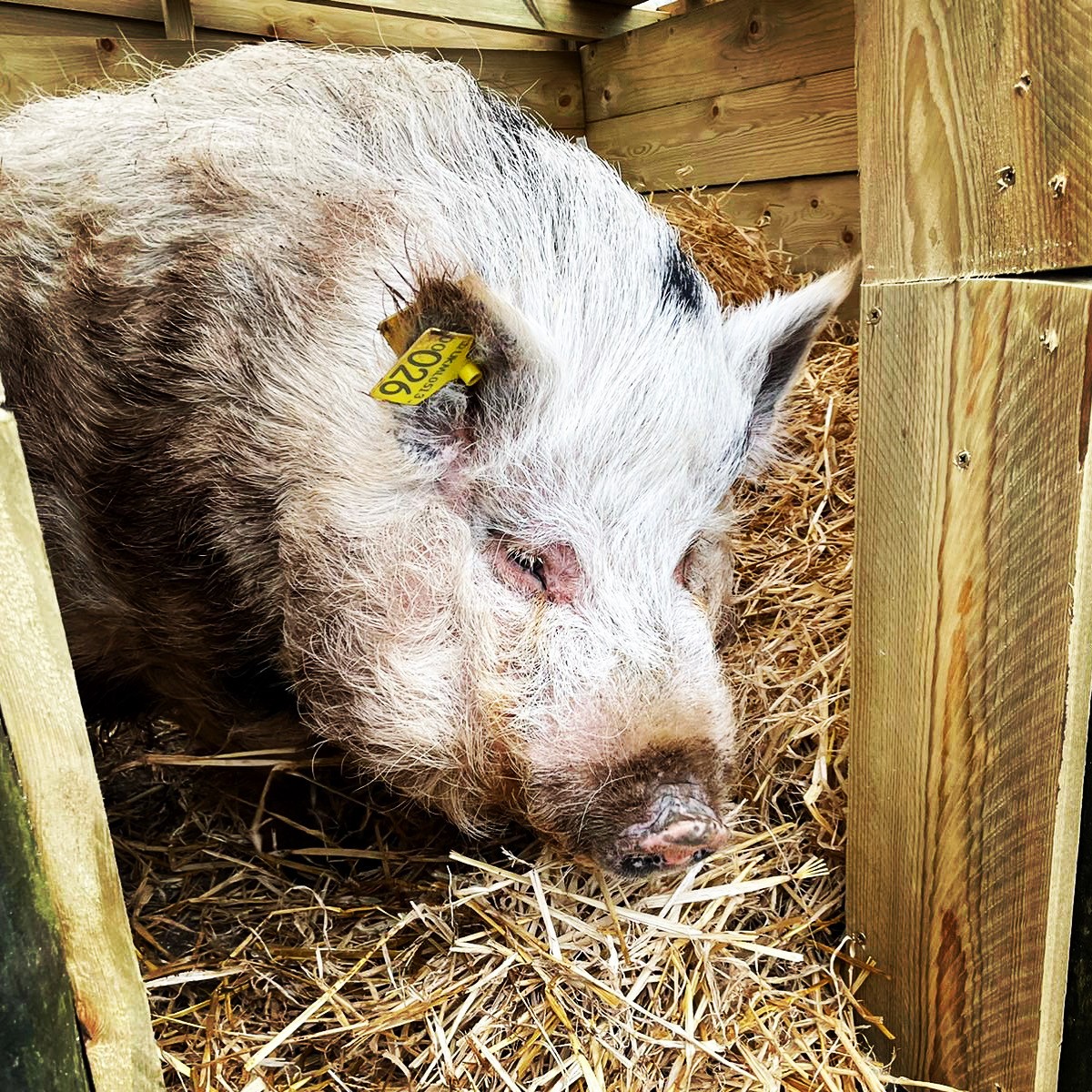 ScottishSPCA's tweet photo. 🐷 Kevin Bacon came into our care back in 2020 and became a social media star!

He’s been in his new home for over two years, and loves attention and pets.

So many different animals come into our centres. First time rehomer? Visit our website for advice: https://t.co/zVUB2b24OG https://t.co/Vh5ugUIrsV