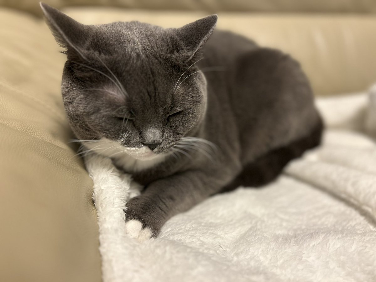 こんな赤ちゃんのような寝顔をしていますが、体重は7.4kgあります🐈‍⬛💨
#猫のいる幸せ 
#ブリティッシュショートヘア 
#猫がいる生活 #猫好きさんと繫がりたい #猫がいる暮らし #猫 #cat #ねこ