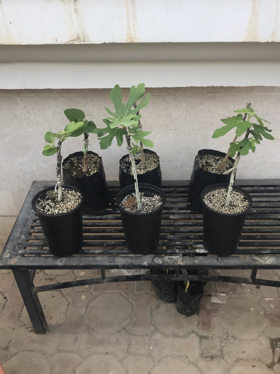 تجربة تركيب التين بالقلم على 
التين البري ( الطيق &amp; غيضيت ) 🌱

#تين_جاسم #تين_براون_تركي
#تين_الفاسي المغربي 🍃
#الجميز #الرقعة #التالق 
#غيضيت #الطيق #تين_بري
#تجربة_زراعية  #التين
#العيد_الوطني_العماني #ظفار
#سلطنة_عمان #مساء_الخير 
 #fig #Sycamore fig #العرض_العسكري_53 🇴🇲