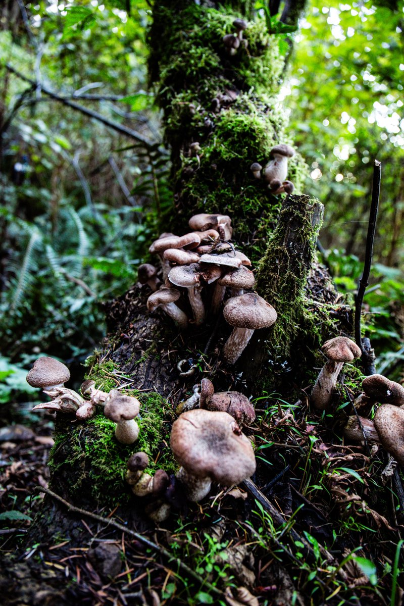 *:･ﾟ✧(ꈍᴗꈍ)✧･ﾟ:* tweet media