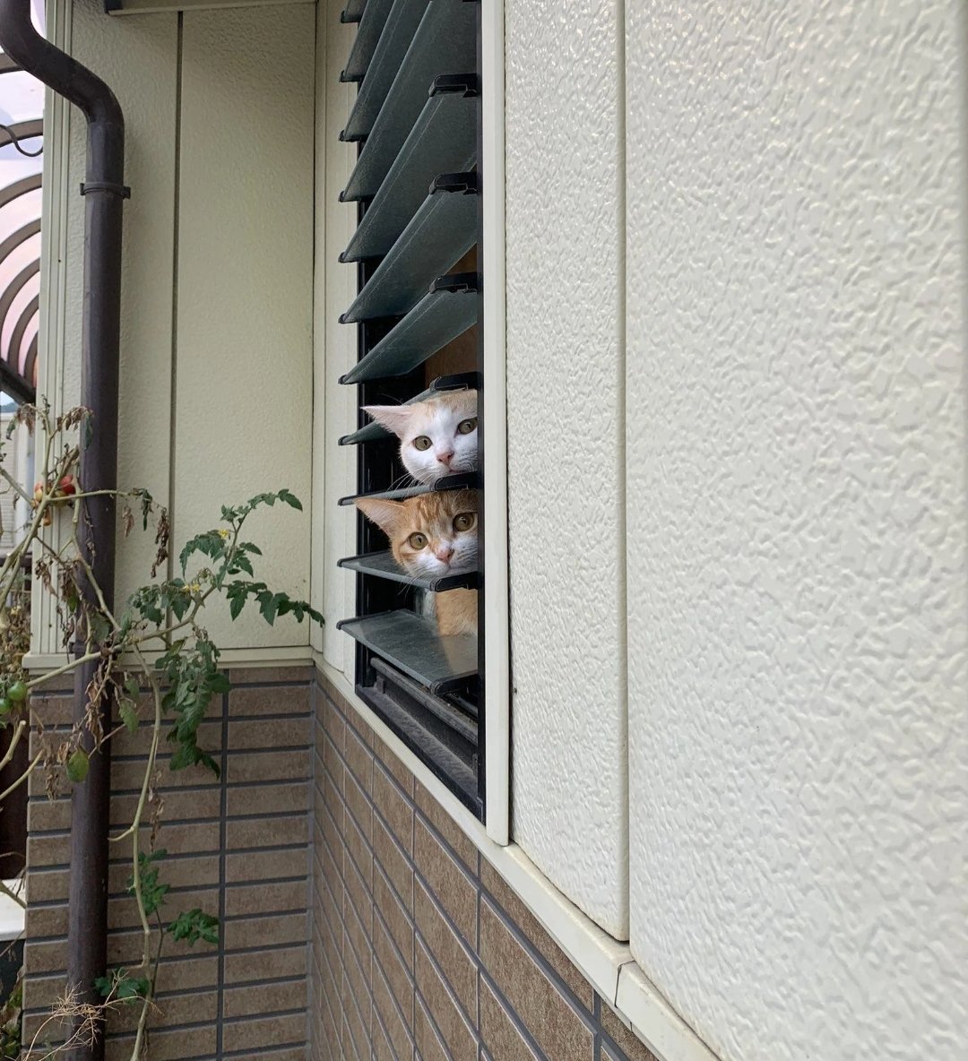 DontShowYourCat's tweet photo. between the slats https://t.co/Xy7TnYV1ID