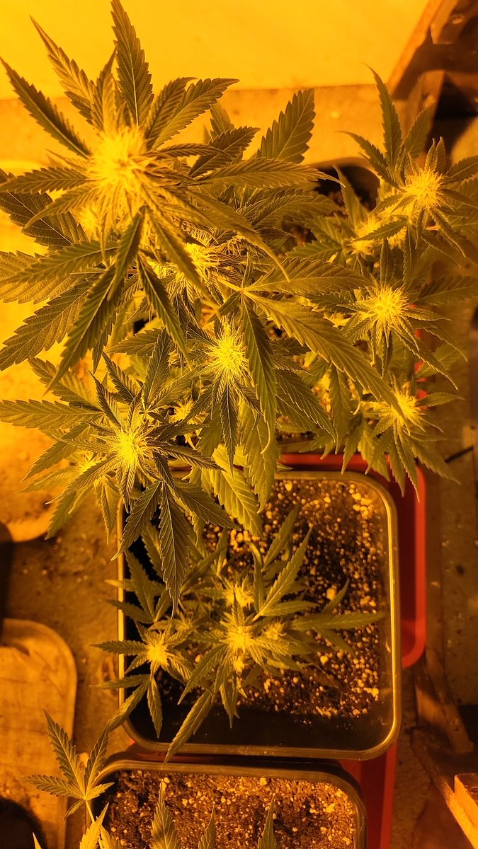 CannaFied tweet media
