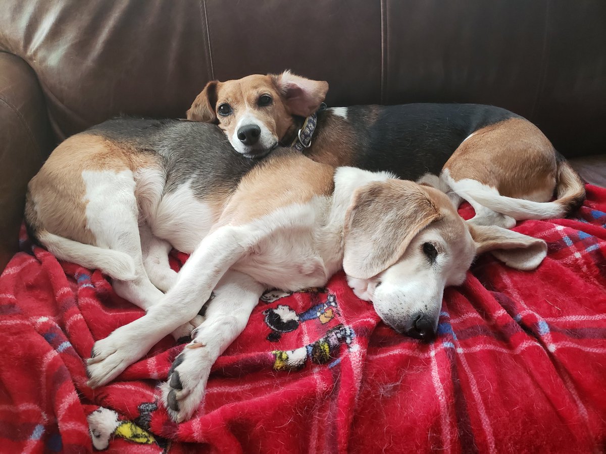 Only 10 days (and 247 naps) until Giving Tuesday! Want to support Atlanta Beagle Rescue? It's not too early! gagives.org/organization/A…