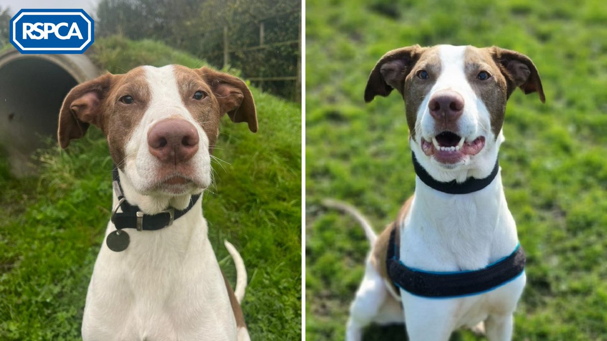 🐶 6-year-old Bruce came into care 6 months ago after his previous owner could not give him the care he needed. He's a sweet-natured and affectionate boy, but sadly he hasn't had any interest 😔

🏠 Could you turn his luck around? #FindEachOther today: bit.ly/3uoQVIO