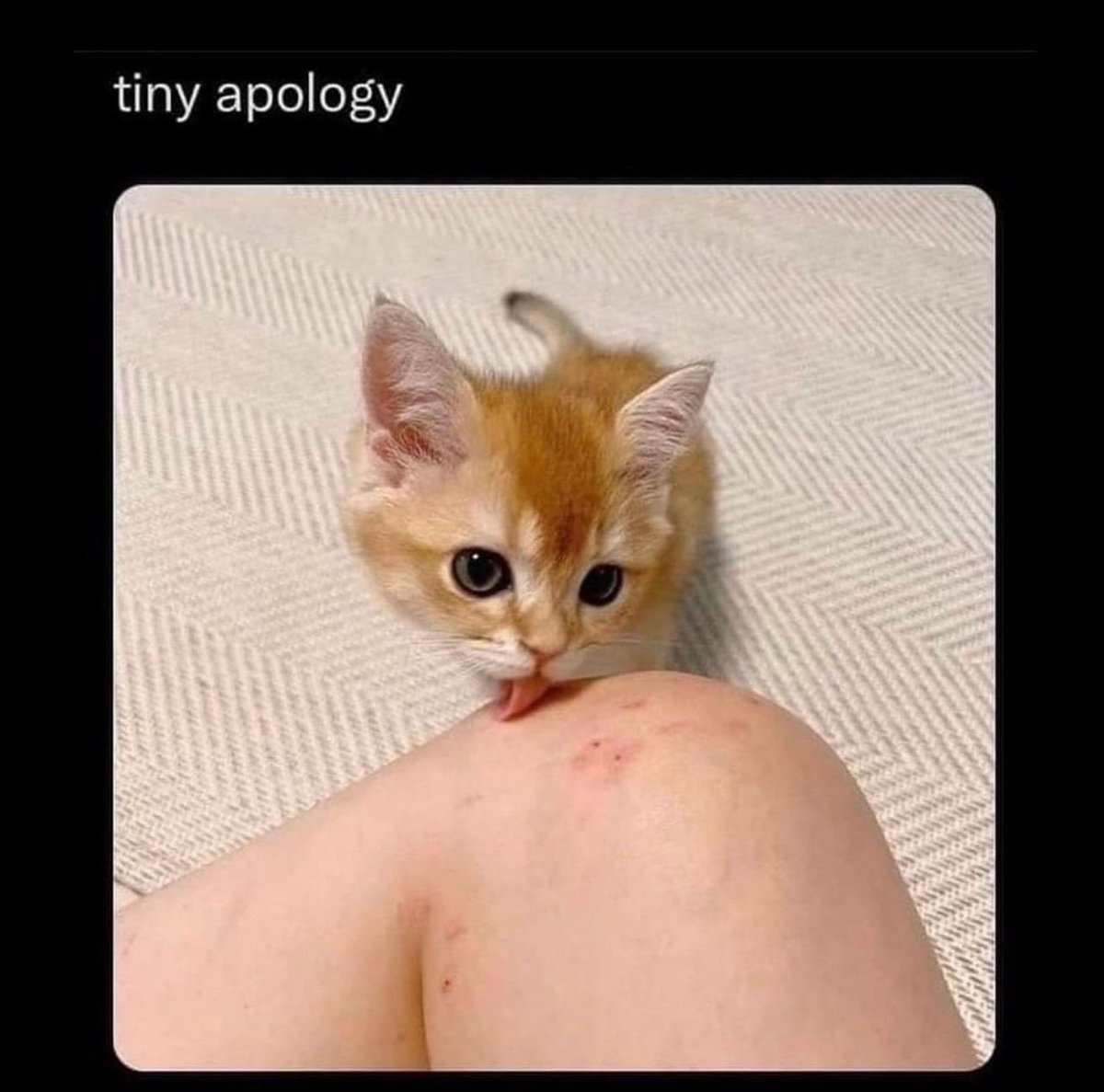 PostsOfCats's tweet image. 