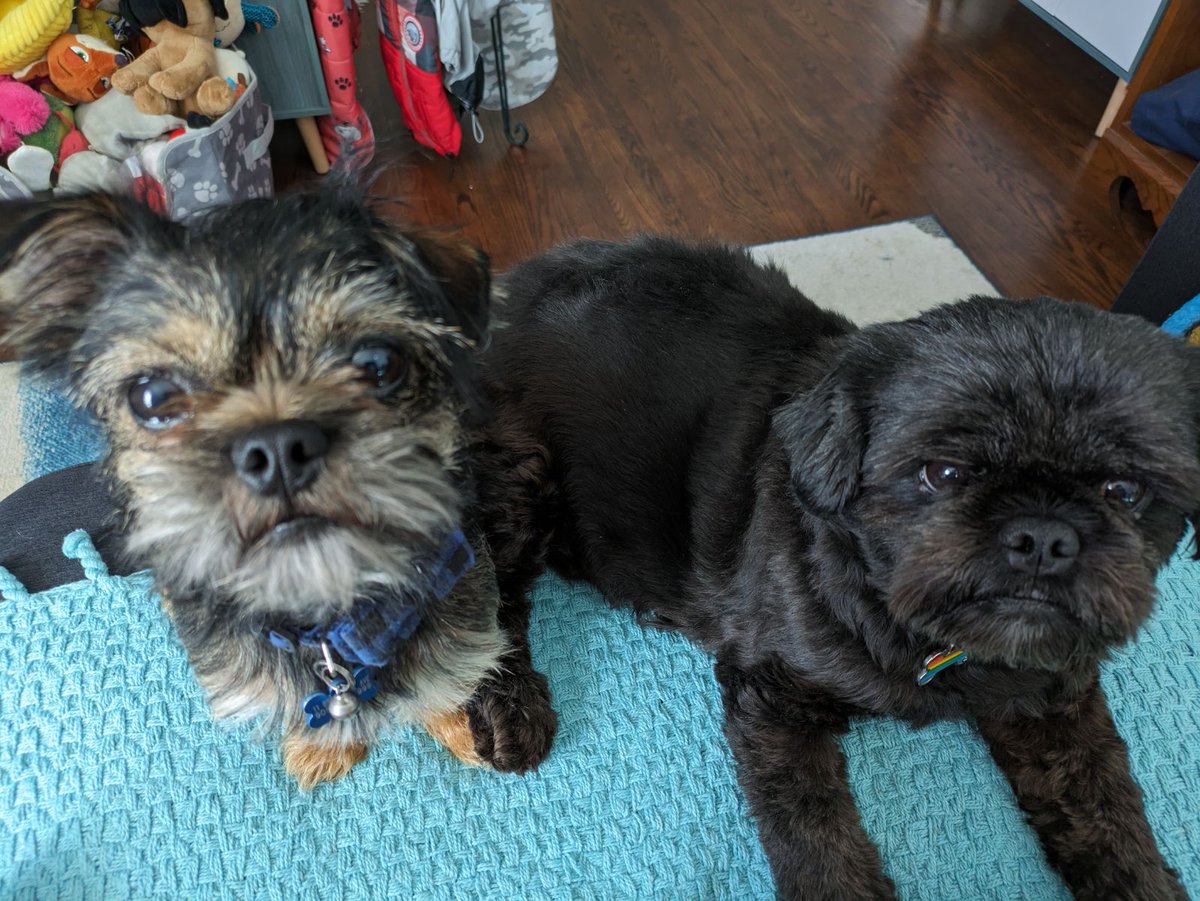 FelixthePugzu's tweet photo. Saturday morning, gazing into Mom's eyes with our big brown peepers, session....

#LunaLooPugzu #LionelthePugzuwawa https://t.co/6UpV6zGNfC