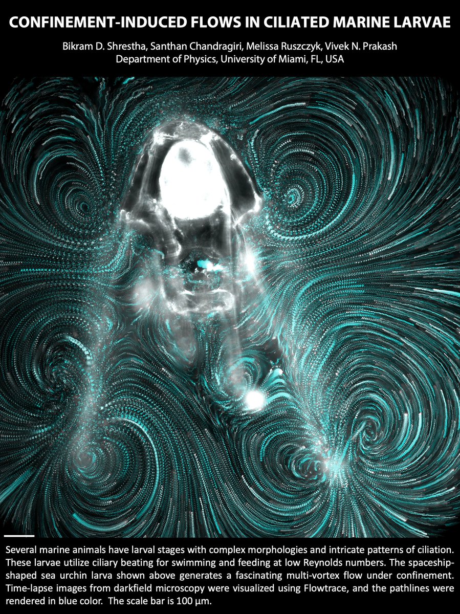 Viveknprakash's tweet image. Spaceship-shaped sea urchin larvae generate these beautiful flow-fields!!

If you’re attending #APSDFD2023 @apsfluiddynamic @APSMeetings 
Come and check out our lab's @univmiami contribution to Gallery of Fluid Motion 2023 😀😀
gfm.aps.org/meetings/dfd-2…