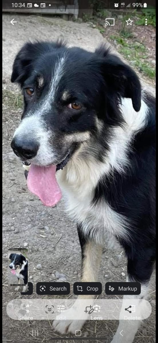 gelert01's tweet photo. 🎇SCARED OF FIREWORKS🎇 and Ran off! Have you seen this female Border Collie?    Missing #Tair_Mawr_Way #Swansea_Road #Merthyr_Tydfil #CF48 area 
@Anthony_Bailey_ @missingdogwales @juliagarland73 @rosiedoc666 @colliesontherun https://t.co/0s1Er2bSbI