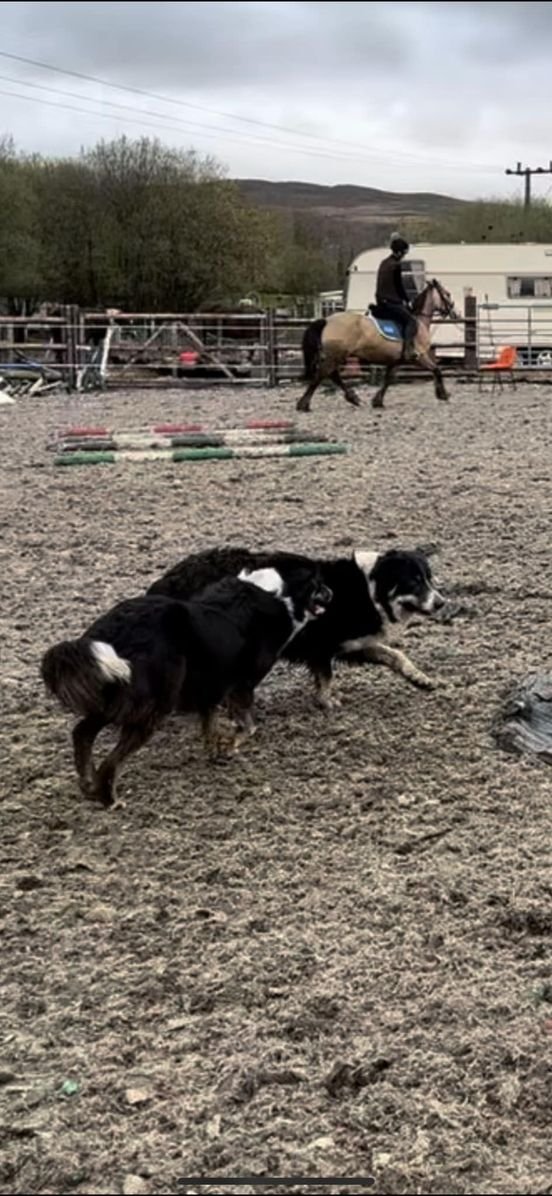 🎇SCARED OF FIREWORKS🎇 and Ran off! Have you seen this female Border Collie? Missing #Tair_Mawr_Way #Swansea_Road #Merthyr_Tydfil #CF48 area @Anthony_Bailey_ @missingdogwales @juliagarland73 @rosiedoc666 @colliesontherun