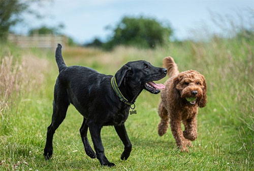 The Government announcement to increase fines for breaches in laws for dog owners will have little or no effect as this country does not have the necessary number of dog wardens to enforce the laws. seancanney.com/additional-dog…