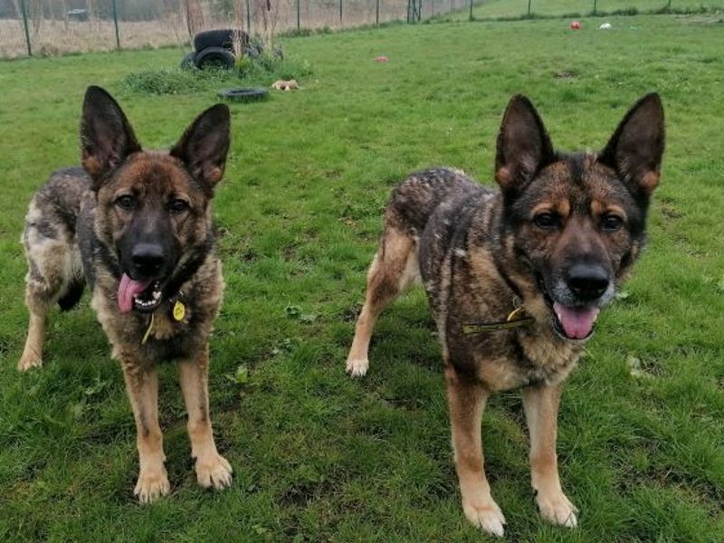 Please retweet to help Mindy and Gina find a home together #EDINBURGH #SCOTLAND #UK Best friends, German Shepherds aged 6. They are looking for an experienced adult home as the have not lived in a home environment before. They need to be the only pet. Overlooked, please give
