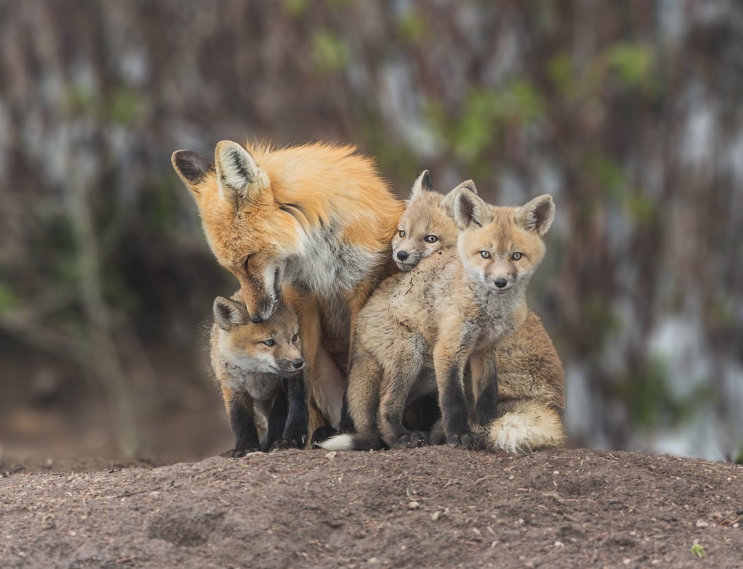 Family of Red Foxes (Photo : Richard Seeley) #NatureIsAwesome