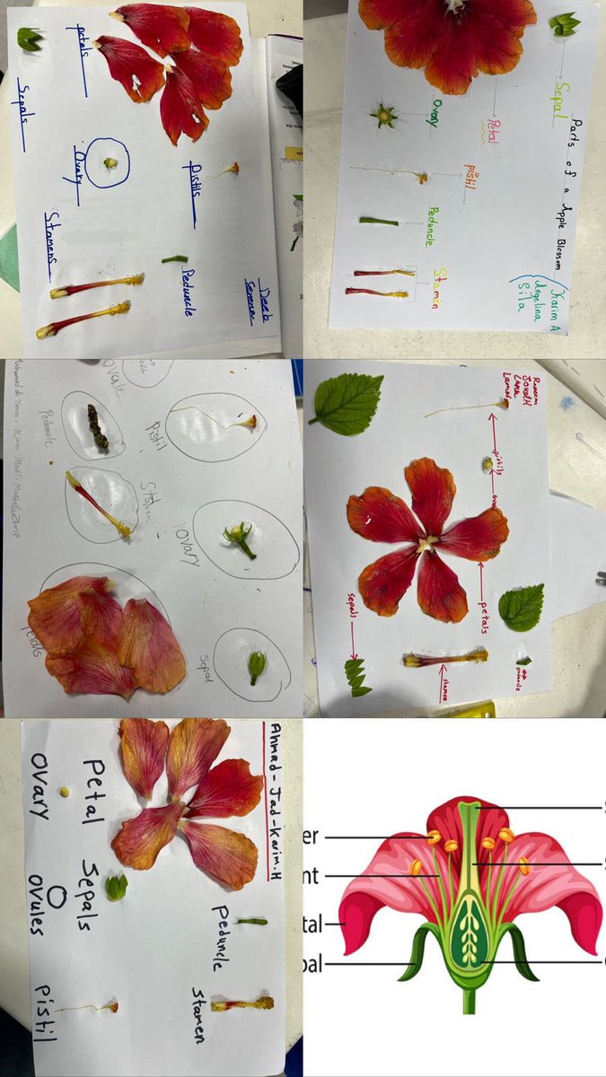 BioRHHS's tweet photo. “Flowers don't worry about how they're going to bloom. They just open up and turn toward the light and that makes them beautiful.”
Grade 6 B dissected flowers and identified the different parts 🌺🌺.@RHHS_Saida @RHHS_BioDept https://t.co/92iMxJBm5L