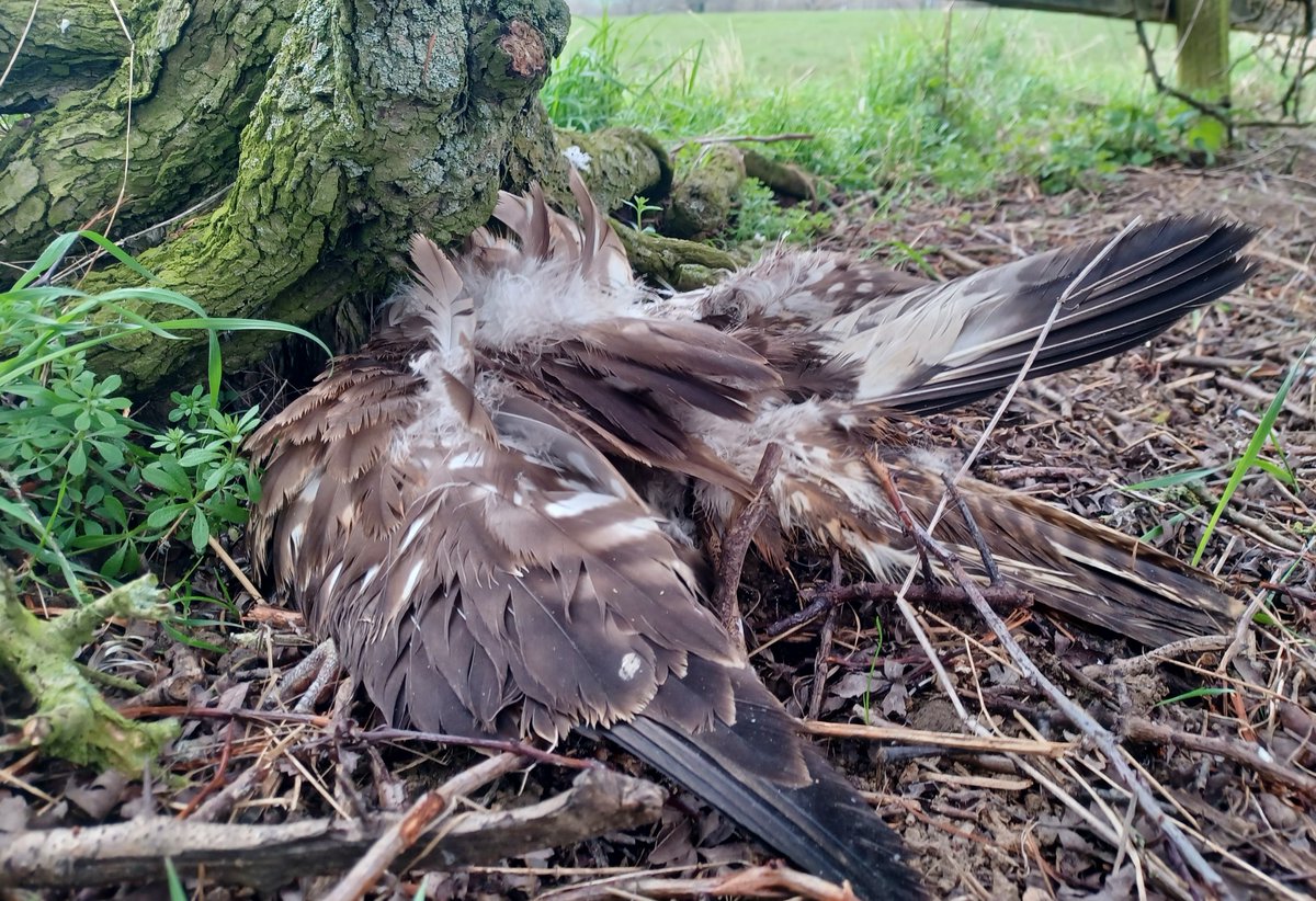 🦅WILDLIFE CRIME IS BEING BRUSHED UNDER THE CARPET IN THE UK ▪️Criminal charges get dropped. Plea deals get made. FOI requests go unanswered. ▪️This is no coincidence - it's by design ▪️Help us expose and end bloodsports crime and cruelty. Keep vigilant. Send tip offs to HIT🦊