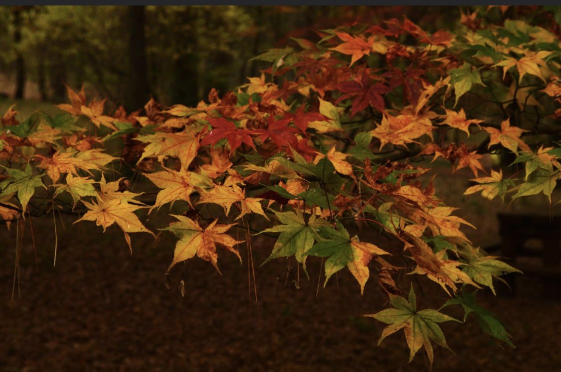 tar_japonica's tweet photo. Off topic.
#travelphotography #travel #naturephotography #nature #fall #fallinjapan #autumn #autumninjapan #traveljapan #visitjapan #visitjapanjp #gunma #shintoshrine #torii #momiji #japanesemountain #hiking #japan #япония #момидзи #осень #nikon #nikonphotography https://t.co/CjtXRn9Euf