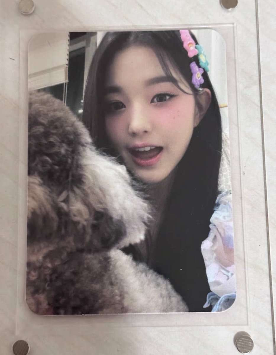 loftale's tweet photo. ︵   ❲ wts lfb ph ❳  .ᐟ  #loftcarts

╰  ⊹ . wonyoung poodle
       ≡  P3000 + fees + isf  ☻
       ≡  payo to secure under feta
       ≡  reply / dm “mine” to claim

t. ʾʾ pob photocard dicon iz*one https://t.co/ePK2oAdBAP