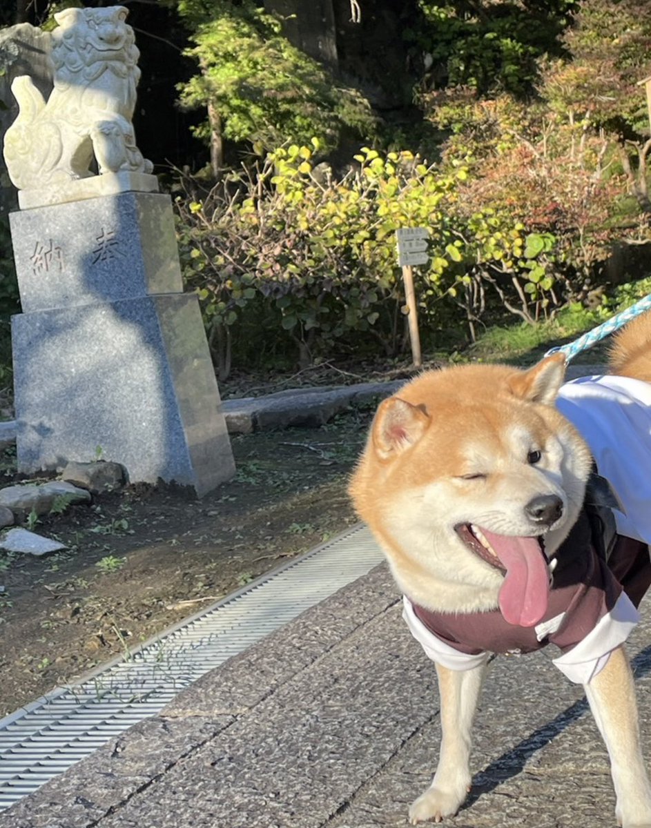 鎌倉 建長寺の狛犬さんとウィンクツーショットの煉獄さん😉
#柴犬 #鎌倉 #建長寺 #煉獄杏寿郎