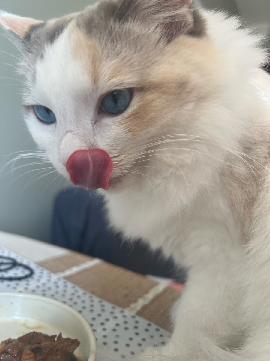 Did you know? I'm sweet enough; I don't need to taste it! 😺🍭 Cats are the only mammals who don't have a sweet tooth. We're all about the savory and mysterious flavors. Who needs sugar when you've got purrs? 🍬🐾 #CatGourmet #SweetEnough #LunaandKonbu #LUNA