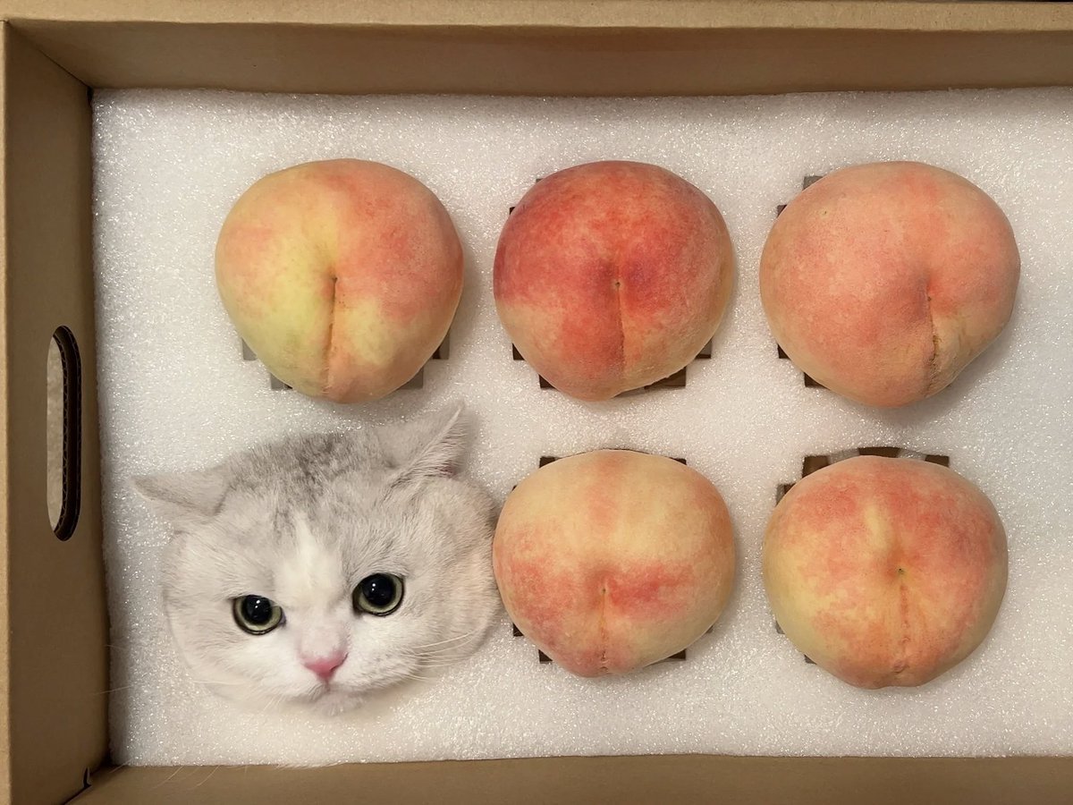 petsaboom's tweet photo. Just received a box of meow peach https://t.co/Xydf0qtM4Z