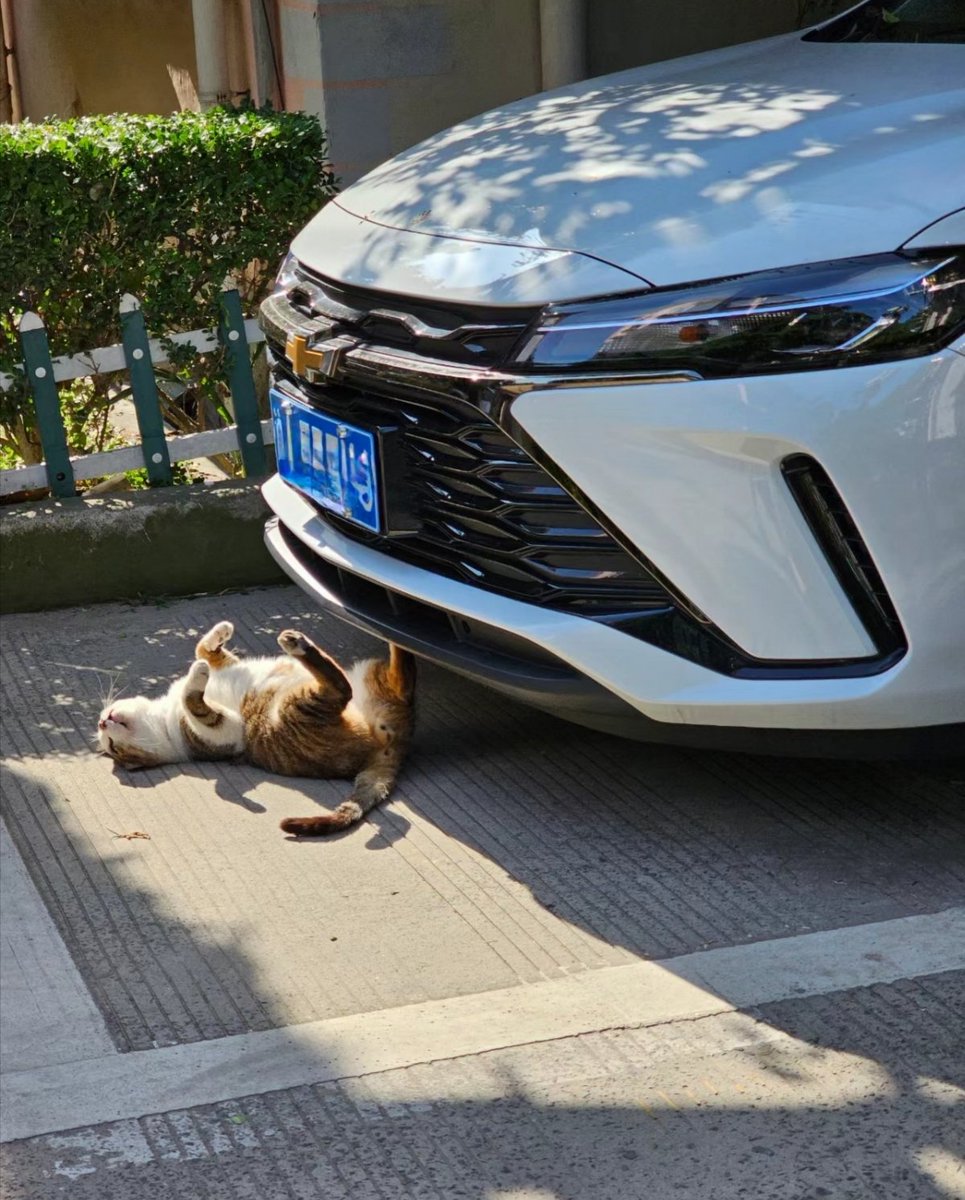 DontShowYourCat's tweet photo. insurance fraud https://t.co/7lKekeZz9M