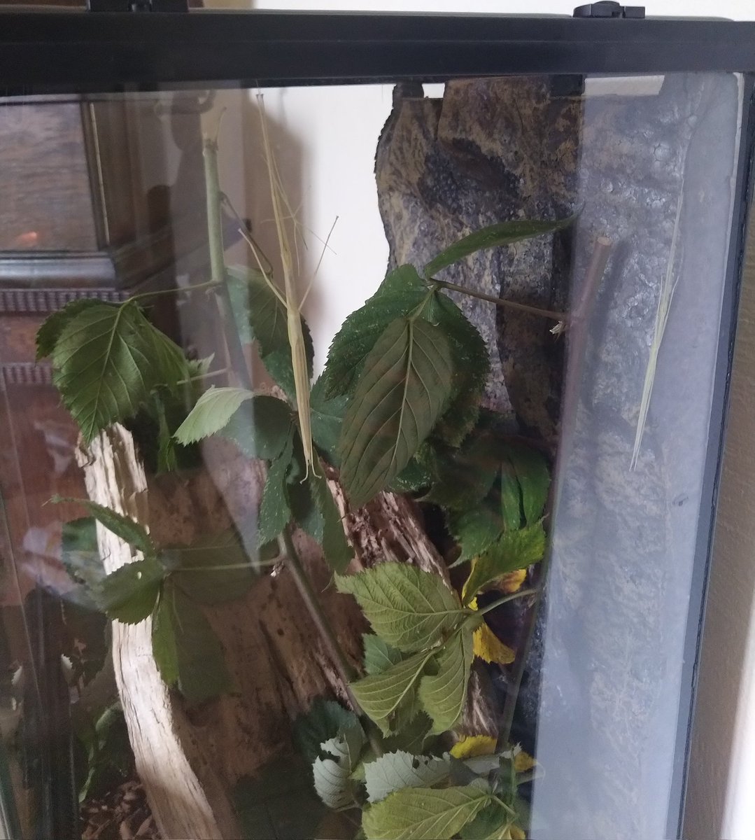 Miezebiene's tweet photo. The little on got new roommates 😼 Uli, Isidor, Stabie, Schreckie, Golly and Jonathan 😹 And we are not allowed to snack them 🙀  Aren't insects the food of the future?? 🍽️ 🦗 @jwillisdovetail #Caturday #insects #pets #phasmids #Saturday https://t.co/2XZaDsaavk