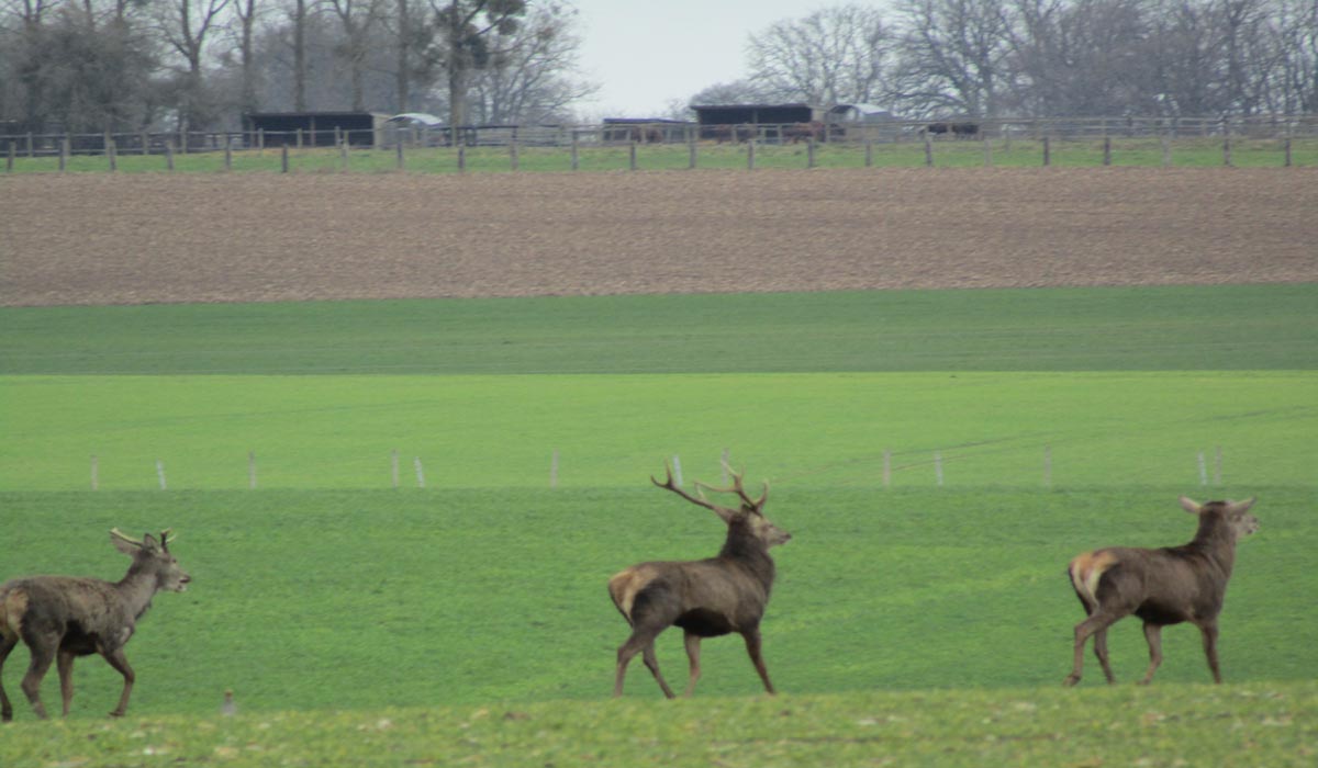 "L’homme testostéroné à outrance est de sortie. Mais cette virilité et cette violence s’adresse aux plus faibles, aux plus vulnérables, aux pauvres animaux." <a href="/JeanMiquet/">Miquet Jean-marc</a>  

savoir-animal.fr/chasse-a-courr…