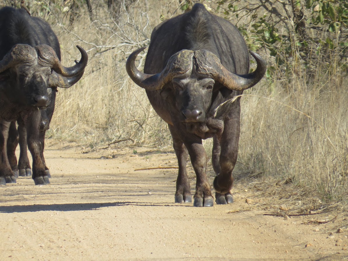 Sparks_Dicks's tweet image. Friday learning or tips - used zoom to record a workshop &amp;amp; also an information and Q&amp;amp;A session, the presentation, transcriptions &amp;amp; audio. For sustainability &amp;amp; access to info when you need. What could you record to save time &amp;amp; number of repeat session delivery #sharetips #learning