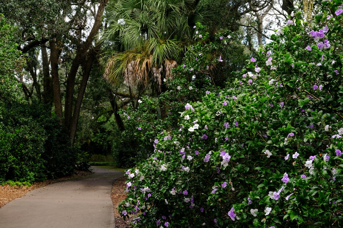 Did you experience the Brunfelsia pauciflora in full bloom at Bok Tower Gardens earlier this month? 🌸

The unique flowers on this plant transform as they age from deep purple, to lilac, and finally to white.

📍@BokTowerGardens