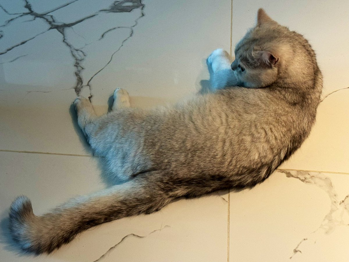 sol.vanilla tweet media