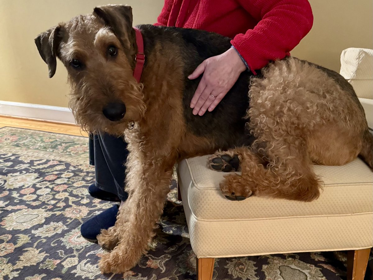 Feeling poorly, pals. Spent the day at the pet hospital yesterday. Tummy trouble. Enteritis is current diagnosis, but ER vet not completely convinced. Going back today for more tests. Perk is I got on the furniture this am without comment from humans! 😉🐾